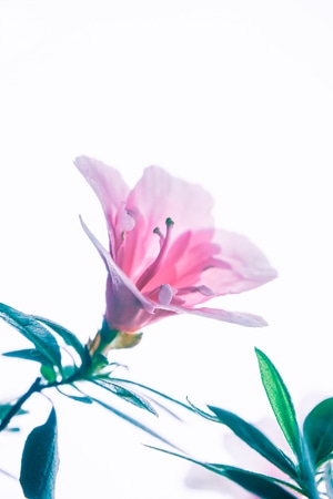 原创-色彩-摄影-花-我要上封面 图片素材