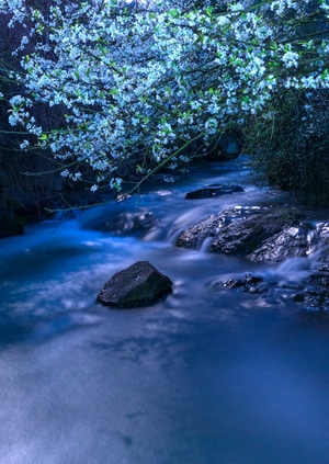 夜景-夜色-树木-风光-风景 图片素材
