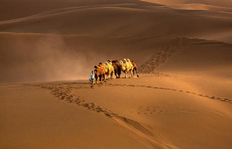 风光-风景-驼队-沙漠-驼铃 图片素材