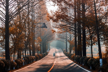 树木-道路-奋斗-风景-风光 图片素材