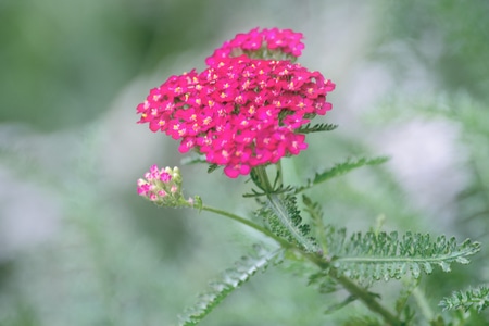 植物-花-叶子-美丽-色彩 图片素材