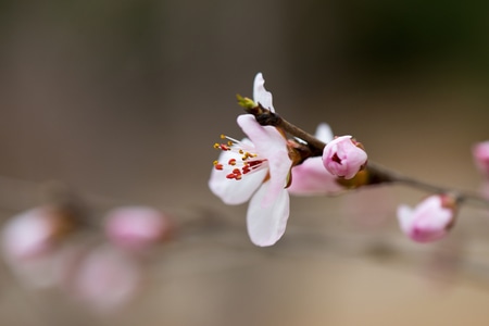 色彩-抓拍-电脑传图-桃花-植物 图片素材
