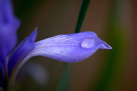色彩-抓拍-电脑传图-特写-虚实 图片素材