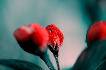 电脑传图-创意-色彩-植物-抓拍 图片素材