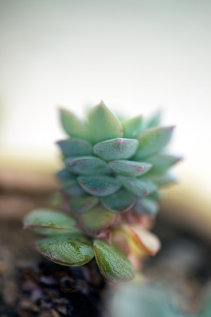 色彩-抓拍-电脑传图-多肉-植物 图片素材