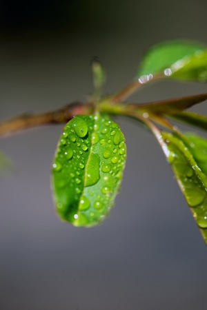 电脑传图-植物-抓拍-特写-虚实 图片素材