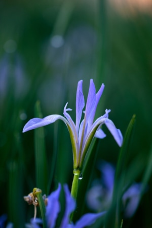 色彩-抓拍-电脑传图-特写-虚实 图片素材