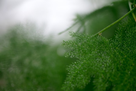 抓拍-色彩-电脑传图-文竹-植物 图片素材