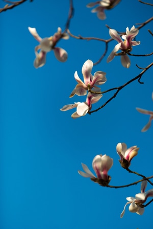 色彩-抓拍-植物-玉兰-蓝天 图片素材