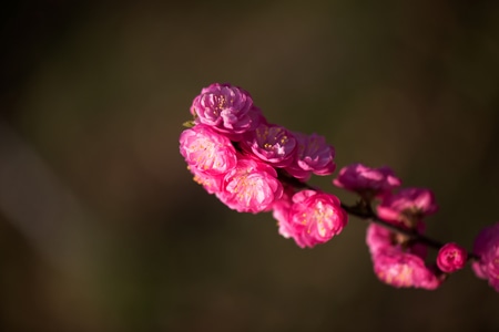 色彩-抓拍-电脑传图-小而美-特写 图片素材