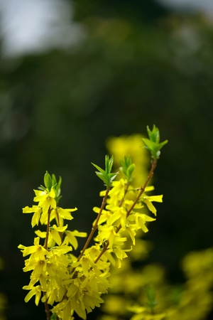 色彩-抓拍-迎春花-电脑传图-春天 图片素材
