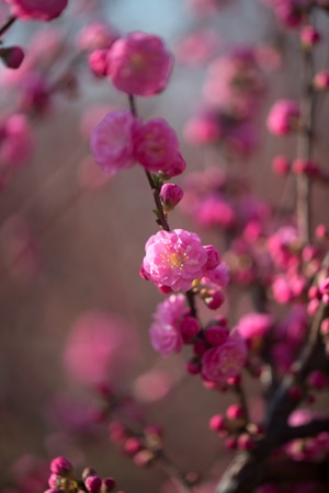 色彩-抓拍-电脑传图-小而美-特写 图片素材