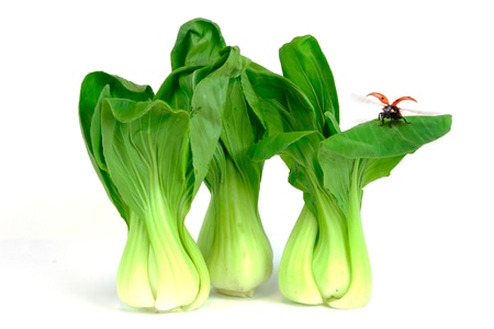 电脑传图-色彩-微距-瓢虫-青菜 图片素材