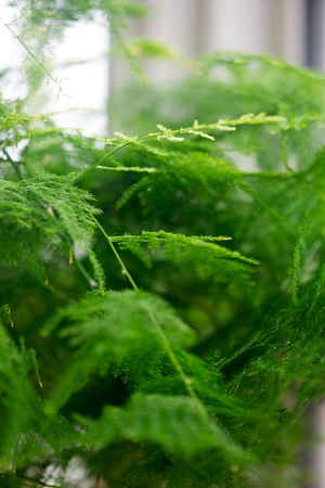 抓拍-色彩-电脑传图-文竹-植物 图片素材