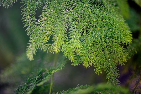 抓拍-色彩-电脑传图-文竹-植物 图片素材