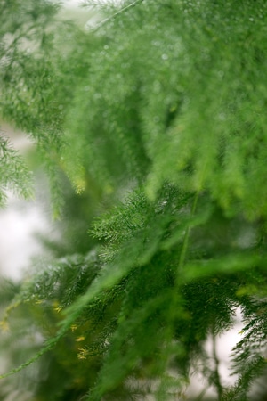 抓拍-色彩-电脑传图-文竹-植物 图片素材