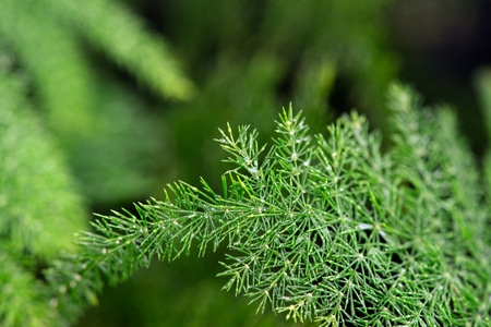 抓拍-色彩-电脑传图-文竹-植物 图片素材
