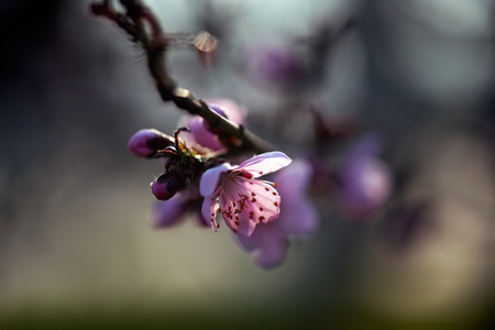 色彩-抓拍-电脑传图-春色-鲜花 图片素材