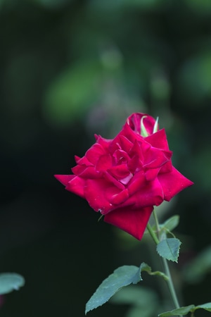电脑传图-美丽西湖-西湖遐想-西湖漫步-月季花开 图片素材