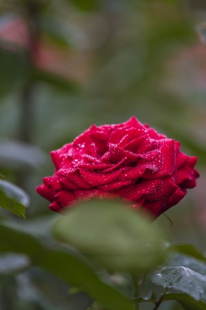 电脑传图-美丽西湖-月季花开-杭州-西湖 图片素材