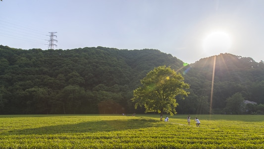 电脑传图-梅家坞-茶园-美丽杭州-夕阳 图片素材