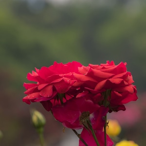 电脑传图-美丽西湖-月季花开-西湖-花圃 图片素材