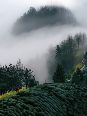 黄山-歙县-油菜花-茶园-云海 图片素材