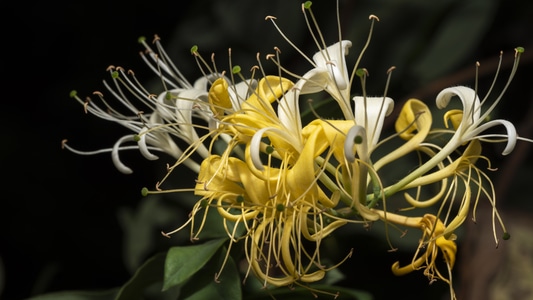 金银花-花朵-黄色-夏天-植物 图片素材