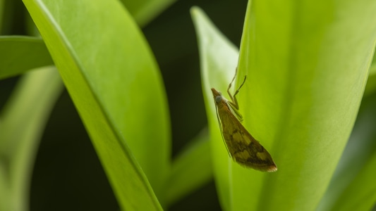 梦幻-螟蛾-奇妙的昆虫-昆虫-植物 图片素材