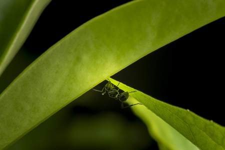 奇妙的昆虫-昆虫-生态-微距-微观 图片素材