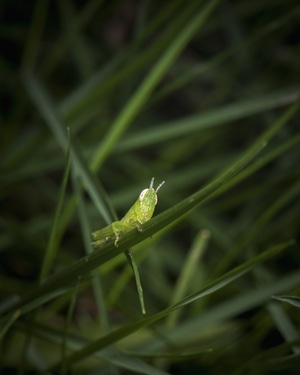 捕捉-复眼-植物-奇妙的昆虫-昆虫 图片素材