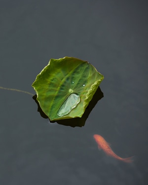 叶子-荷叶-金鱼-概念-生态 图片素材