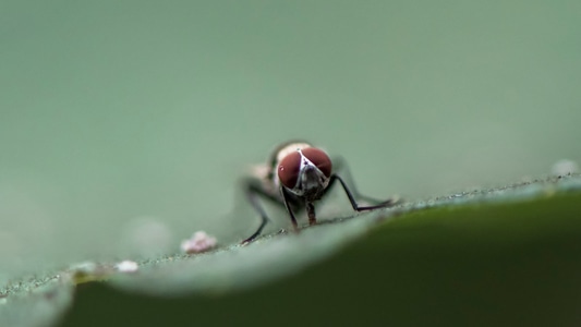 昆虫-生态-微距-微观-复眼 图片素材