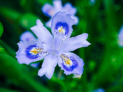 花花草草-电脑传图-色彩-绿色植物-随手拍 图片素材