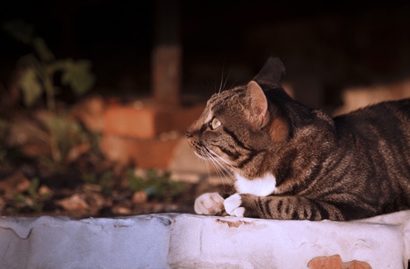 野猫-狸花猫-动物-喵星人-猫 图片素材