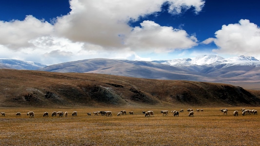 宅家-风光-电脑传图-动物-藏北羌塘 图片素材