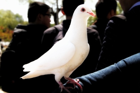 鸽子-动物摄影-抓拍-停留-白鸽 图片素材