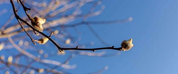 玉兰花-黑白-阳光-睛天-樟树 图片素材