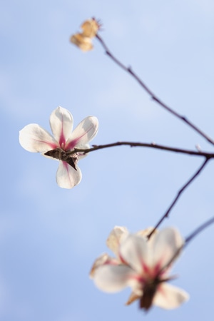 阳光-玉兰花-树干-小花-玉兰花 图片素材