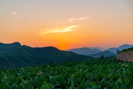 阳光-绿色-黄色-植物-室外 图片素材