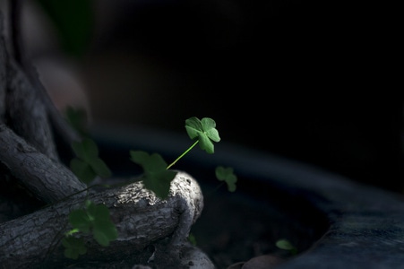 绿色-室内-花草-颜色-红色 图片素材