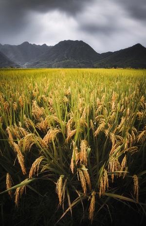 宅家-小麦-植物-农田-乡村的 图片素材