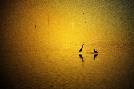 鸟-夕阳-金色-白鹭-两只 图片素材