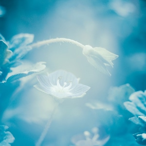八羽怪-蓝-春-花-花朵 图片素材