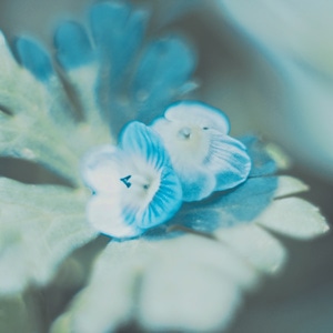 八羽怪-蓝-春-花-花朵 图片素材