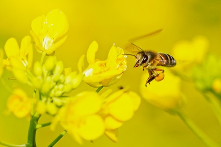 电脑传图-油菜花-蜜蜂-春-植物 图片素材