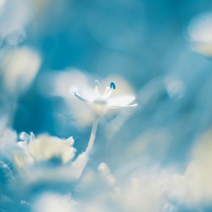 八羽怪-蓝-春-花-花朵 图片素材