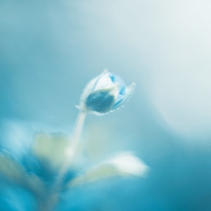 八羽怪-蓝-春-花-花朵 图片素材