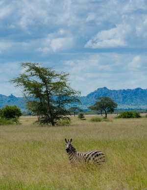 非洲-坦桑尼亚-旅游-生活-动物 图片素材
