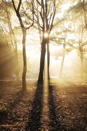 日出-树林-树-雾-晨 图片素材